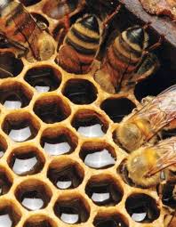 فروش استثنایی عسل کوهستانی اردبیل